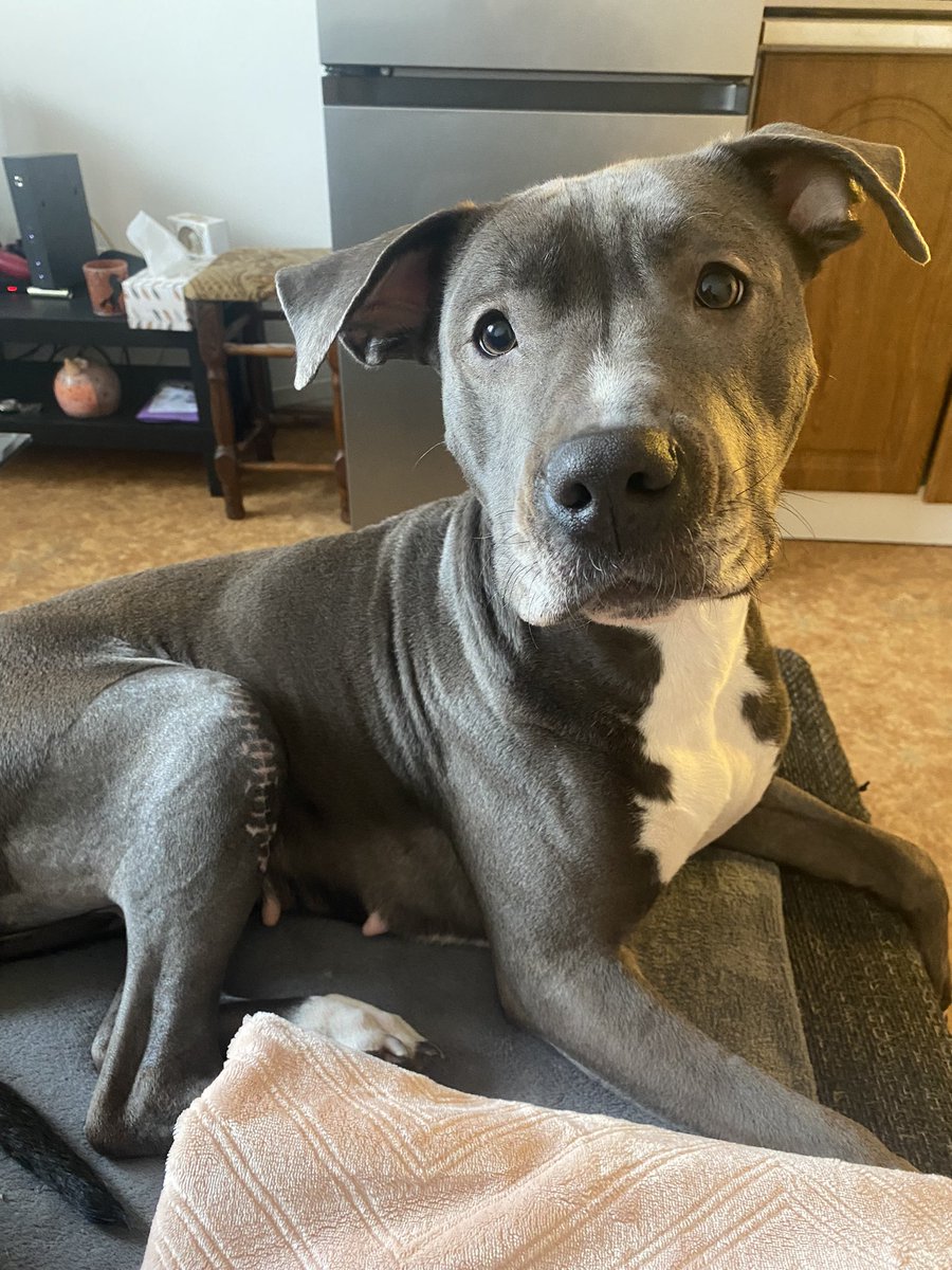 verrxx1's tweet photo. Moje nejstatečnější bojovnice 🐶 https://t.co/SdBX4MHjFF