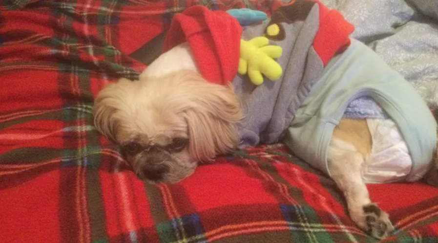 doesdarkmagic's tweet image. Recently I posted about Louis, he's alive but he's lost the use of his hind legs. I just donated to my mum's gofundme  for vet bills, physical therapy and a set of wheels for him. He means the world to us and my mum particularly. ✨Donate if you can✨
gofund.me/d8be19ec