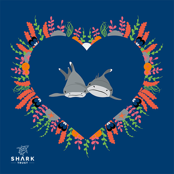 SharkTrustUK's tweet photo. Happy #ValentinesDay shark* lovers! 💙🦈
*includes skates, rays, chimaeras &amp; eggcases! https://t.co/tMxBznAK1S