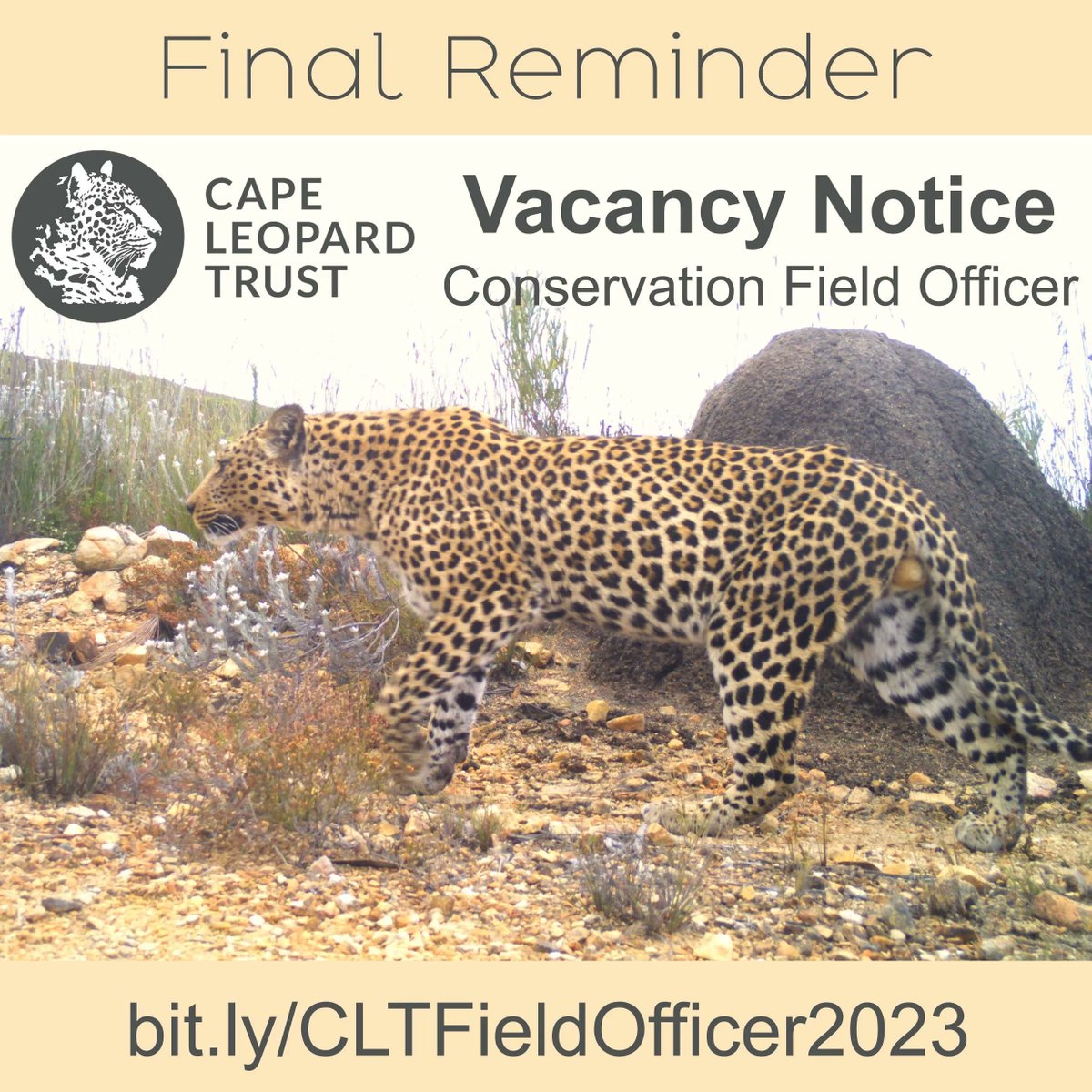 CapeLeopardTrst's tweet photo. 𝗙𝗜𝗡𝗔𝗟 𝗥𝗘𝗠𝗜𝗡𝗗𝗘𝗥 ~ @Cape_Leopard Trust Conservation Field Officer vacancy
Closing date for applications: coming Friday 𝟭𝟳 𝗙𝗲𝗯𝗿𝘂𝗮𝗿𝘆 𝟮𝟬𝟮𝟯
All details at https://t.co/lLcdNTRs5x
#CapeLeopardTrust #ConservationJob #ConservationCareer https://t.co/qTRqP8JAsC