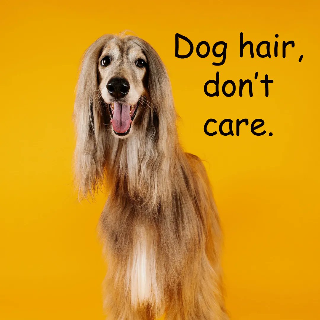 Sheltiebeast's tweet photo. My mantra.   #longhair #sheltiegram #doublecoat #doghair https://t.co/dxwalXmRFI