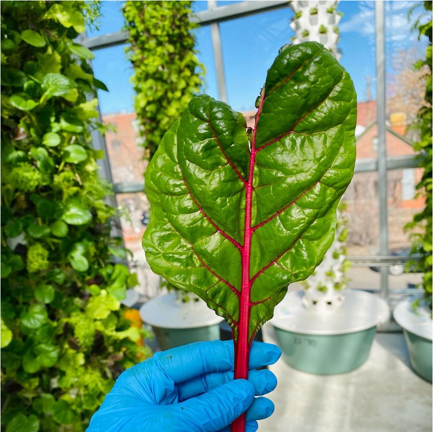 towerfarms_'s tweet photo. Happy Valentine’s Day! Today we celebrate healthy living, love for others, and love for ourselves. 
📸https://t.co/hDXRi616ls

 #TowerGarden #holidays #decor #sustainable #sustainableliving #gardening #healthyeating #healthylifestyle #sustainability #verticalgardening https://t.co/WsQ3U9BMsr