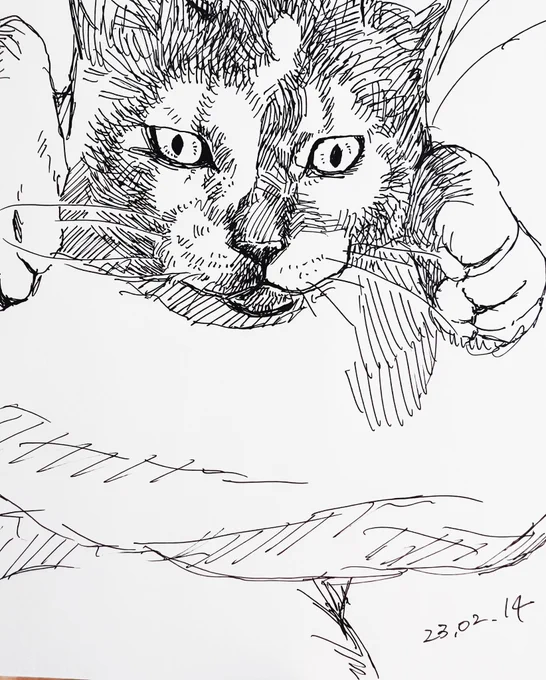 捉えられてる時の猫 