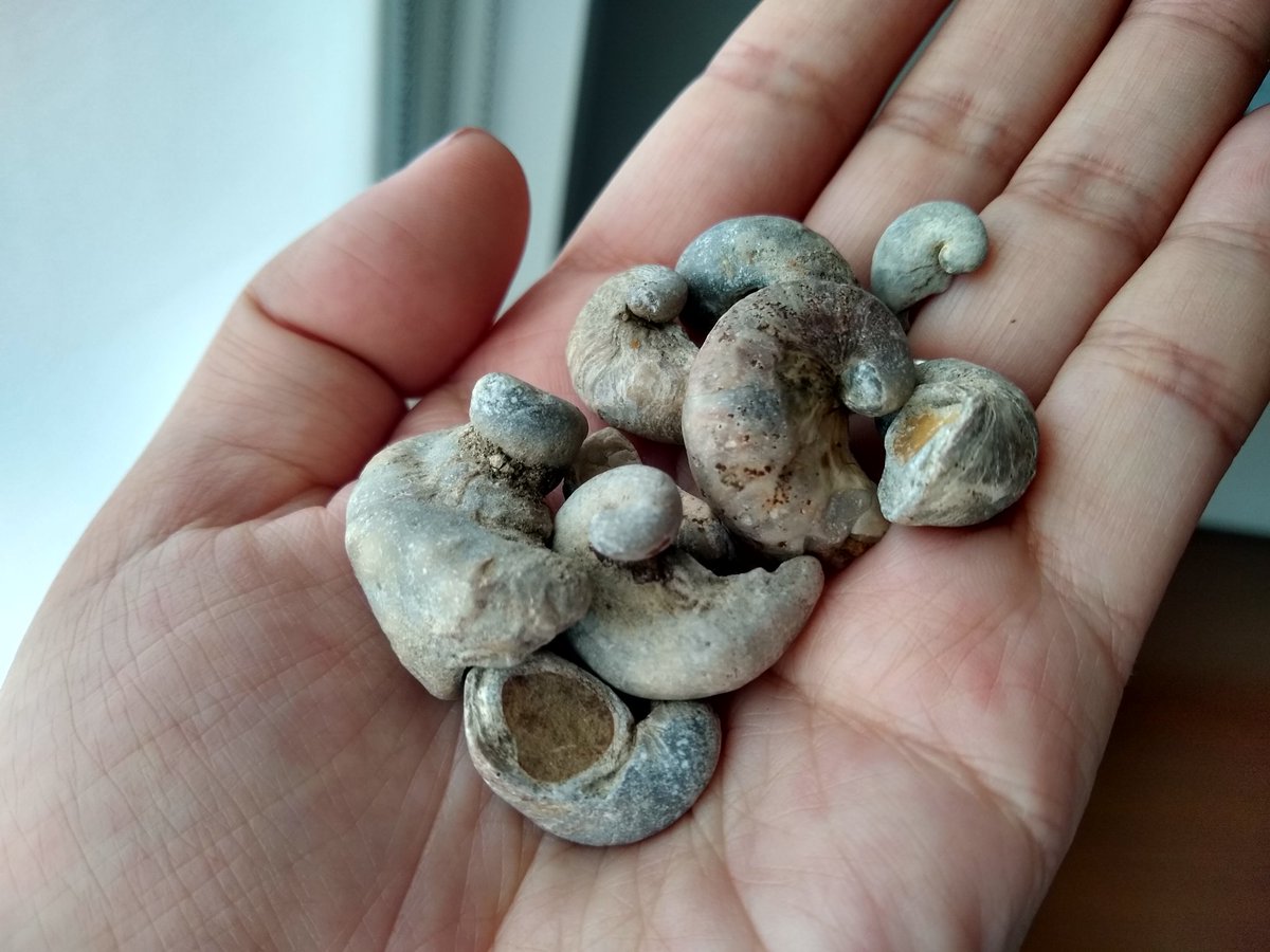 Holly Moeller, @mixotrophe at other places too tweet media