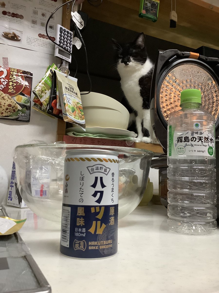 urawanoreiko's tweet photo. ツナ缶を開ける音がしたので駆けつけたが、
#香るうまくち原酒ハクツル
を開けた音だったとわかって憮然とするネコ。 https://t.co/BZFD3zGWkD