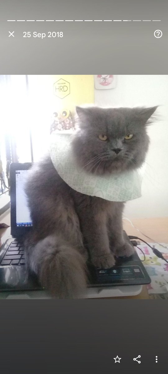 Arihusbana's tweet photo. @kochengfs Kucing kantor https://t.co/8dfHZli1BK
