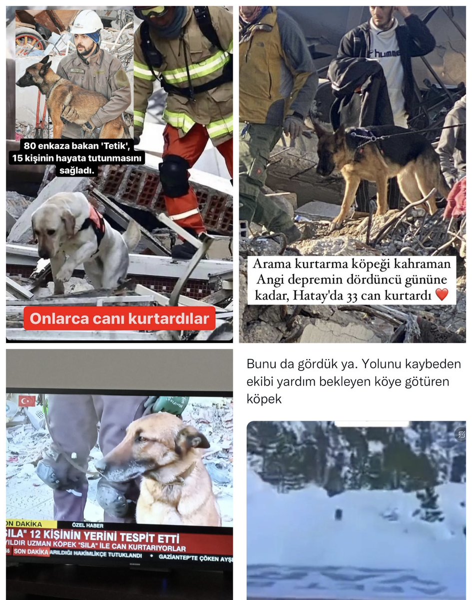 silagokcee's tweet image. bu hayvanlara işkence yapıp zehirleyenler ; bi gün başınıza bişey geldiğinde ,bu köpekler sizin kokunuzu almasın emi. #deprem #prote #istanbuldepremi #hatay #hayvanhakları