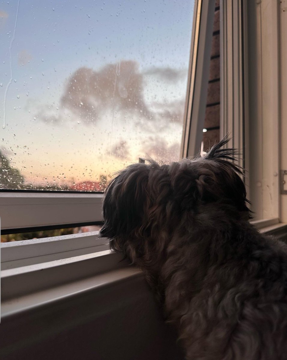 Rubimayors's tweet photo. Pekoe looking out for a Val.❤ https://t.co/vPexNQAc2t