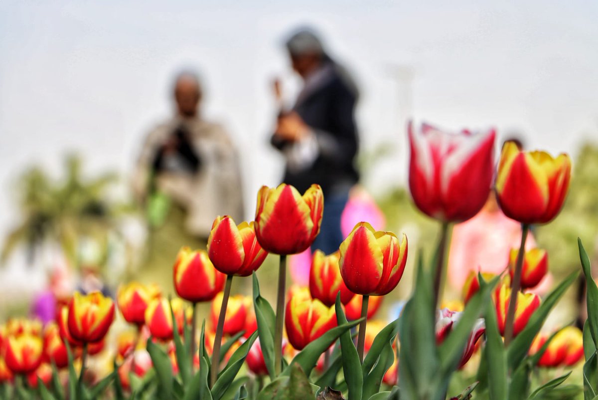 Photo from Naval Singh #NDMCTulipFestival