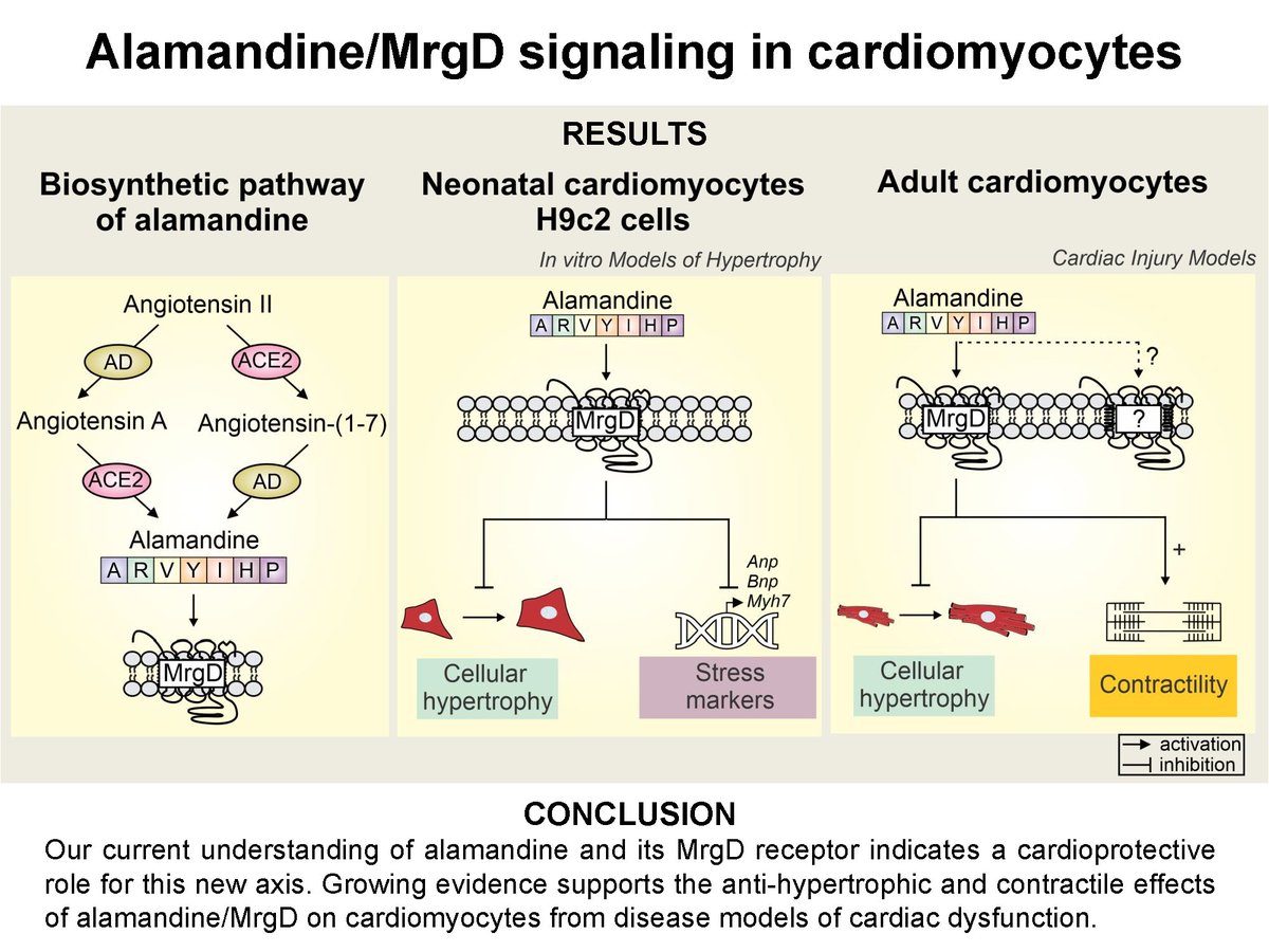 AJP-Cell Physiology tweet media