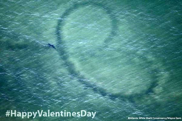 Of course #ValentinesDay wouldn’t be complete without sharing spotter pilot Wayne Davis’ JAWSome photo of a white shark making a ♥️ from a few years ago.