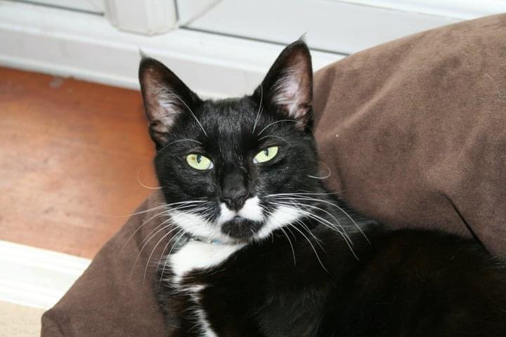 Goodbye beautiful boy, run free with your brother 🌈💔