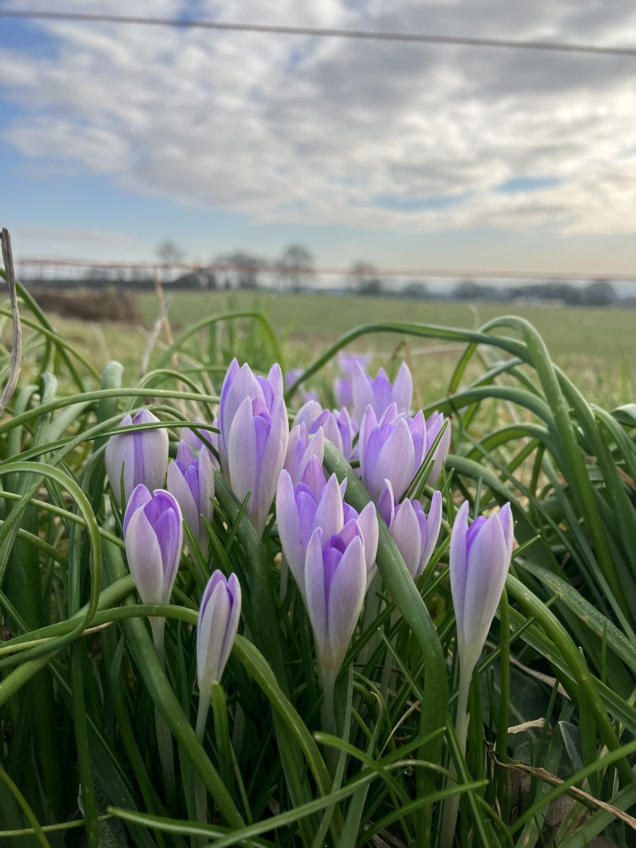 First tentative signs of spring up on Fahy farm hill.
.
.
#nature #naturephotography #naturelovers #spring #springtime #crocus #crocuses #wildflowers #landscape #landscapephotography #landscapelovers #rural #countryside #england #writer #writerslife #writersofinstagram #jamesfahy