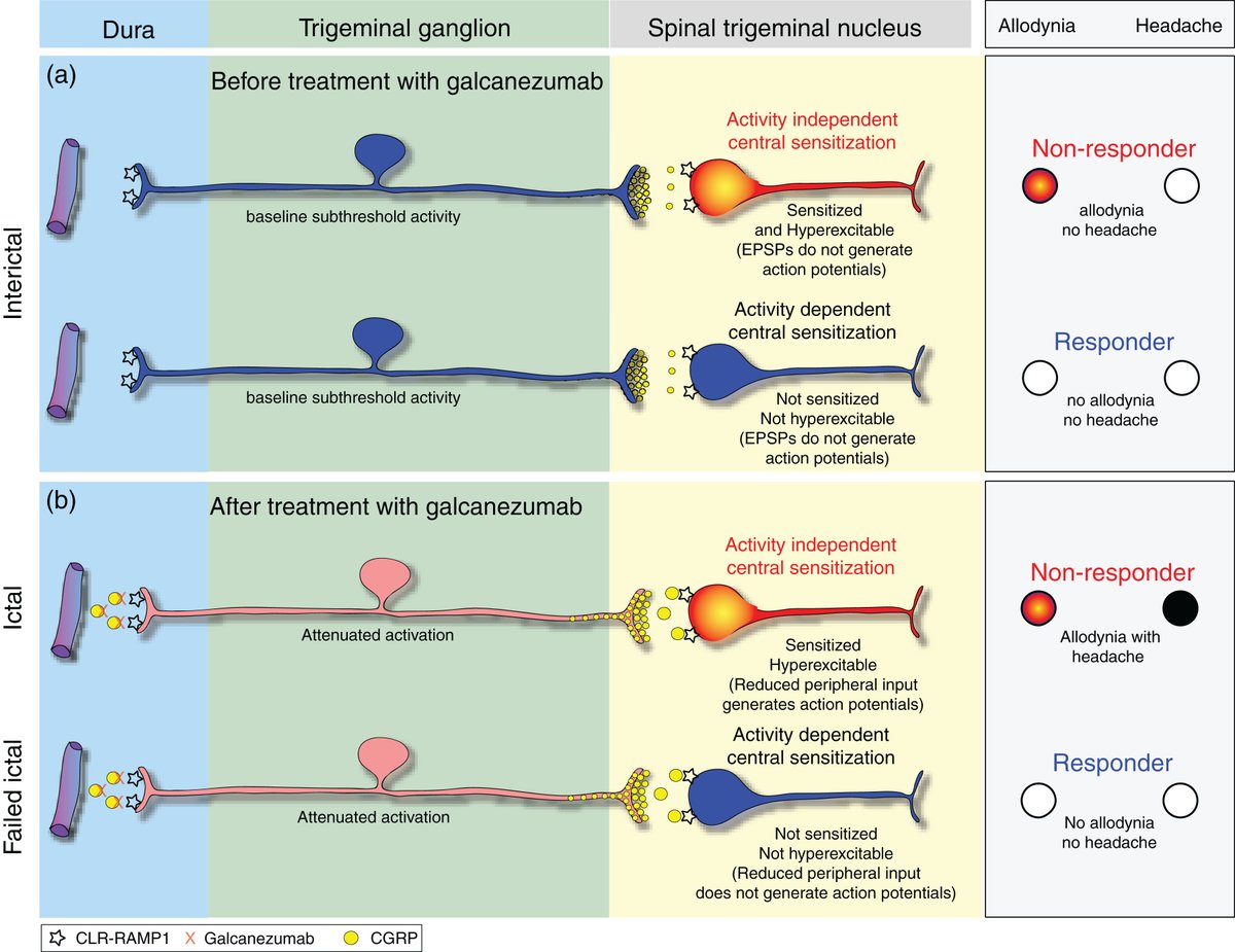 Proposed explanation for why and how non-ictal #allodynia interferes with ability of CGRP monoclonal antibody, #galcanezumab,  to prevent initiation of next headache. This may have clinical implications. #migraine #CGRP <a href="/JCephalalgia/">Cephalalgia</a> In our latest study👉bit.ly/3IkP7W0