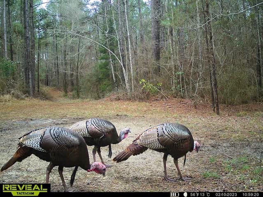 BmNation's tweet photo. Spring is quickly approaching and love is in the air!! Happy Valentines Day from these loud-mouth bachelors! #TactacamTuesday 💌
.
.
.
📸: Alyssa Hall
#Buckmasters #buckmastersoutdoors #hunting #turkeyhunting #springthunder #revealtactacam #trailcam #wildturkey #OTR #OnTheRoad https://t.co/aAvoait1Ol