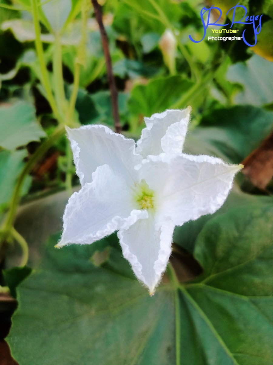 SRReyes22's tweet photo. Natural photography
Photography is a kind personality
#nature 
#natural
#NaturalBeauty
#Flowers
#flowershop
#rohingyaphotography
#rohingyaphotographer
#srreyes 
#Rohingya https://t.co/hj8MlzcoGs