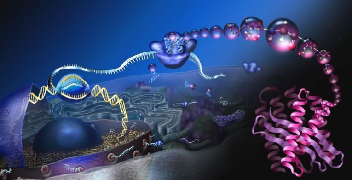 TechieTonics's tweet photo. Exon Junction Complex controls mRNA: RNA Methylation

https://t.co/sy2cY5p2T7

#research #biotechnology #DNA #RNA #exonjunctioncomplex #mRNA #RNAmethylation #geneexpression #RNAsplicing https://t.co/xUbw3BbWFH