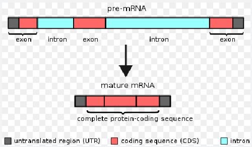 TechieTonics's tweet photo. Exon Junction Complex controls mRNA: RNA Methylation

https://t.co/sy2cY5p2T7

#research #biotechnology #DNA #RNA #exonjunctioncomplex #mRNA #RNAmethylation #geneexpression #RNAsplicing https://t.co/xUbw3BbWFH