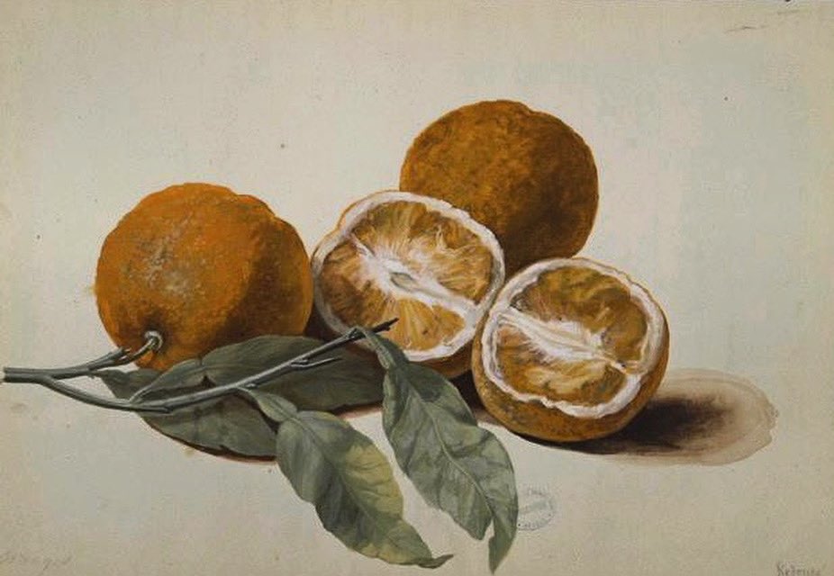 Bella Maniera tweet media