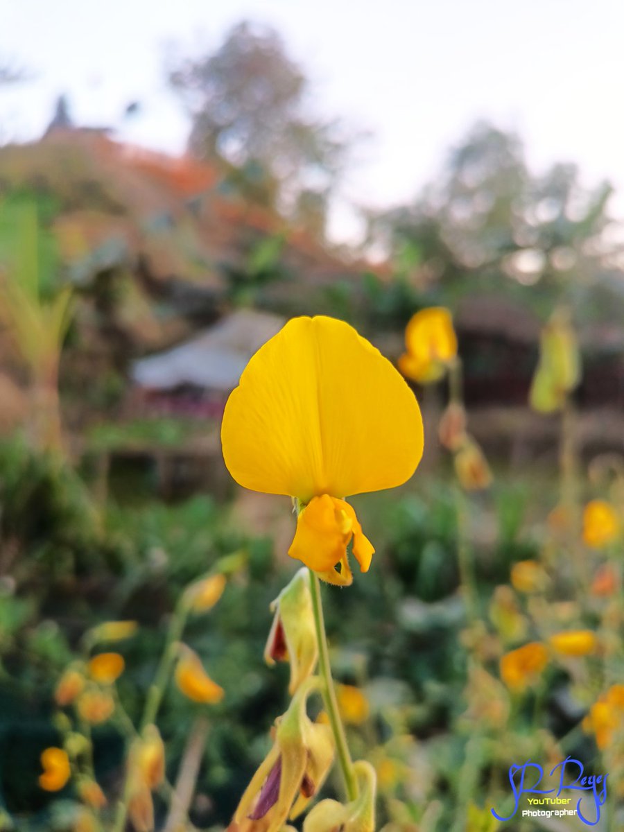 SRReyes22's tweet photo. Natural photography
Photography is a kind personality
#nature 
#natural
#NaturalBeauty
#Flowers
#flowershop
#rohingyaphotography
#rohingyaphotographer
#srreyes 
#Rohingya https://t.co/hj8MlzcoGs
