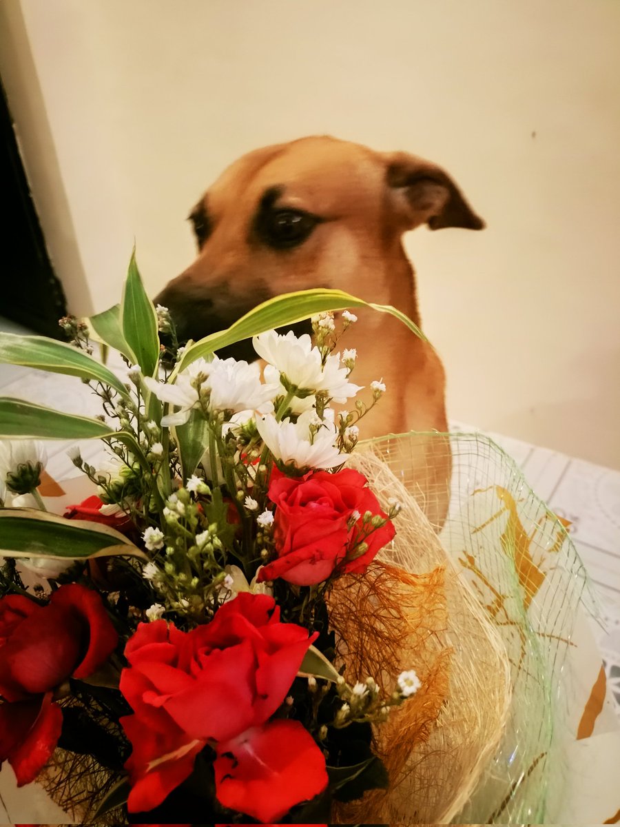 LabuguenViana's tweet photo. Happy Valentine's Day, My Bebe boy 😘😍🥰 https://t.co/xNf8HnfoLi