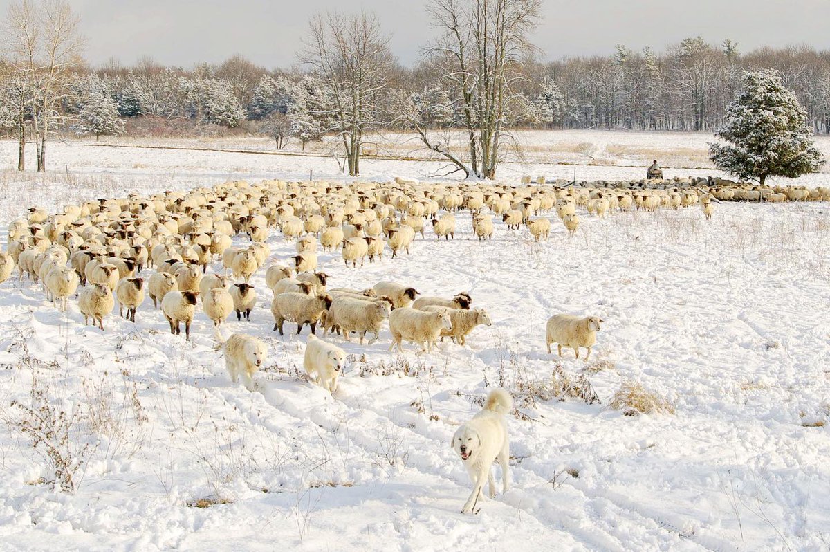 TopsyFarms's tweet photo. “In the depth of winter, I finally learned that there was in me an invincible summer” - Albert Camus
#sheep #guardiandog #wool #woolyarn #topsyfarms #regenerativeagriculture #regenerativewool #pastureraised #kingstonontario #ygk #shoplocal #amherstisland #ottawa #toronto https://t.co/5O8SEr8V46