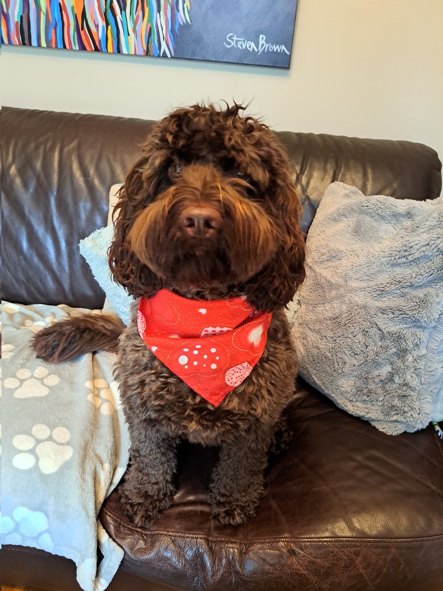 yeaman30's tweet photo. ❤️🐾 https://t.co/bv4QW8QO3h
