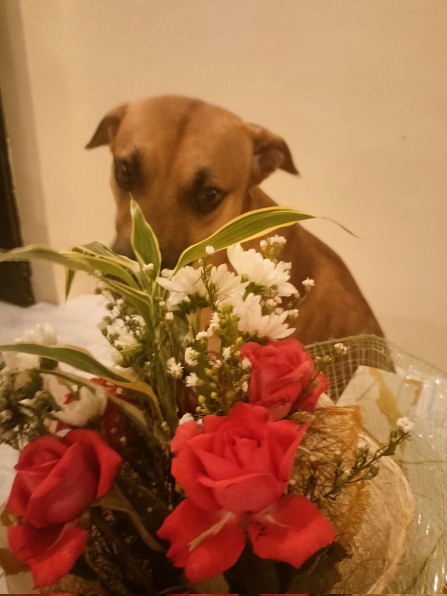 LabuguenViana's tweet photo. Happy Valentine's Day, My Bebe boy 😘😍🥰 https://t.co/xNf8HnfoLi