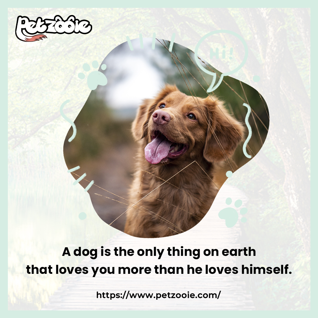 FACT
#facts #facts💯 #factsonfacts #facts‼️ #meme #memes #doglove #lovemydog #dogslove #doggielove #dogcatlove #dogmylove #love #loveyourself #loveeachother #lovealways #lovemanga #loveseafood #pet #pets #peterborough #petportraits #petparrot #petar #dogs #dogsofinstagram