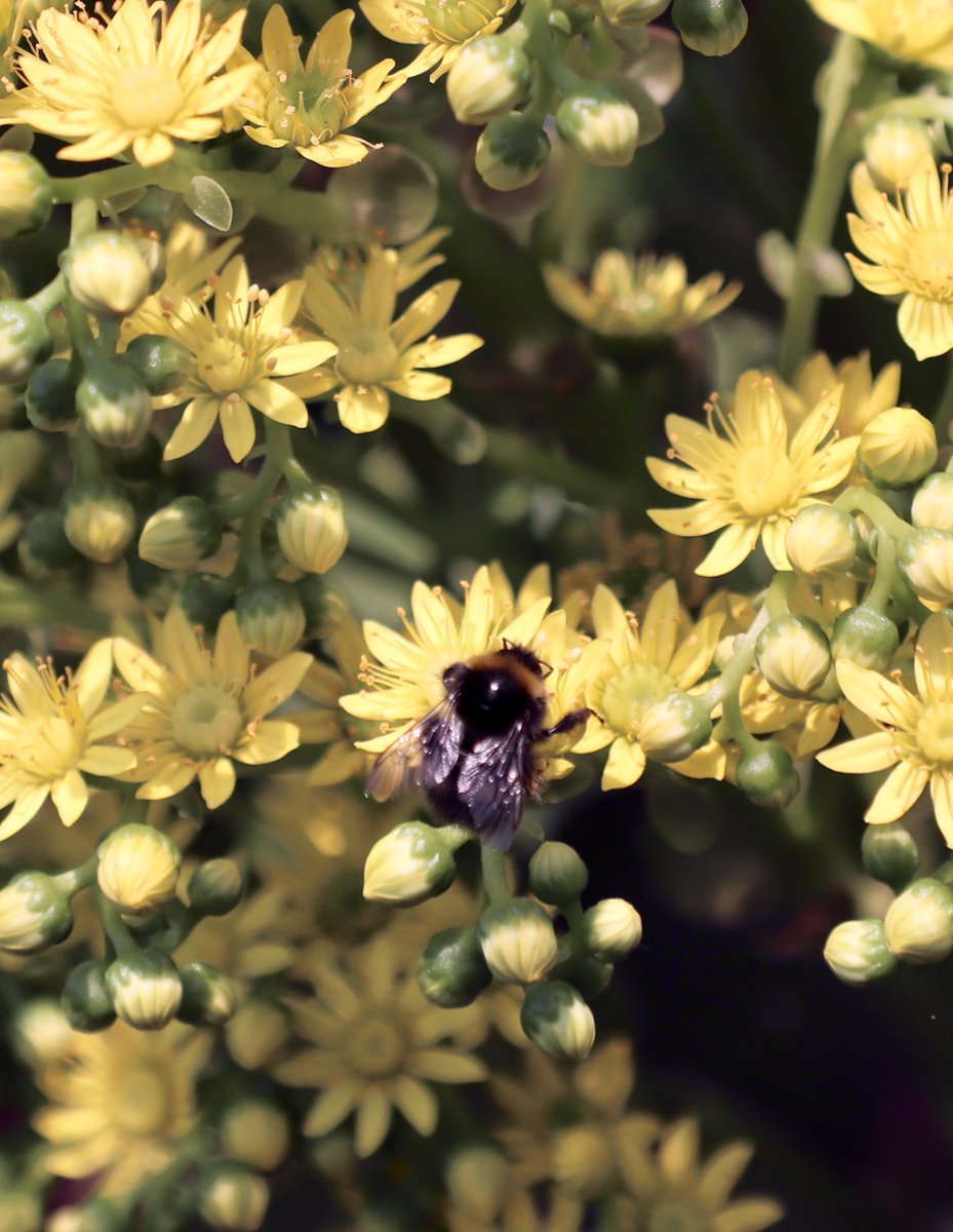 matman_xyz's tweet photo. This bee may or may not bee notable, probably the former as it's most likely the first ever inscribed onto the Bitcoin blockchain 🐝 #Ordinals 

⬅️ Original photo 🔬
➡️ Inscription 2823 by @NatureOnBitcoin 🌳

More info on the project at the invaluable https://t.co/wr9fjKxWGZ 🏆 https://t.co/LCLjZtx7ax