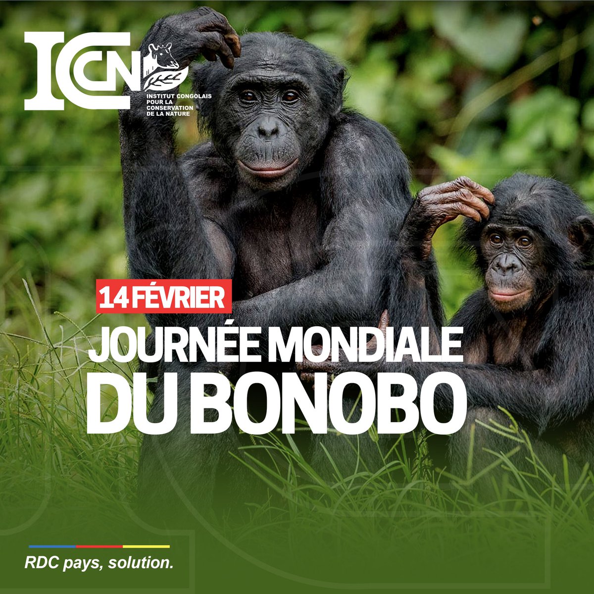 IccnRdc's tweet photo. #RDC : JOURNÉE MONDIALE DU BONOBO
Le Bonobo, de son nom scientifique « Pan paniscus », est une espèce endémique de la République démocratique du Congo. 
L' historique du nom « bonobo » fait suite de la déformation du nom de la ville de « Bolobo » située sur les rives (1/7) https://t.co/bdnZJNRDiV