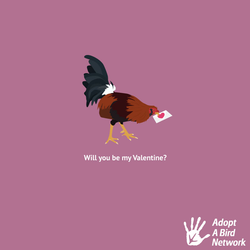 _adoptabird's tweet photo. #HappyValentinesDay #happyvalentinesday2023 https://t.co/ByX176ZFVI