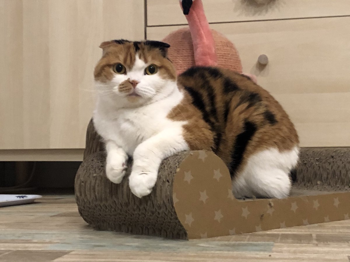 ebichan291's tweet photo. このポーズかわいい https://t.co/7f4qIoVkhs
