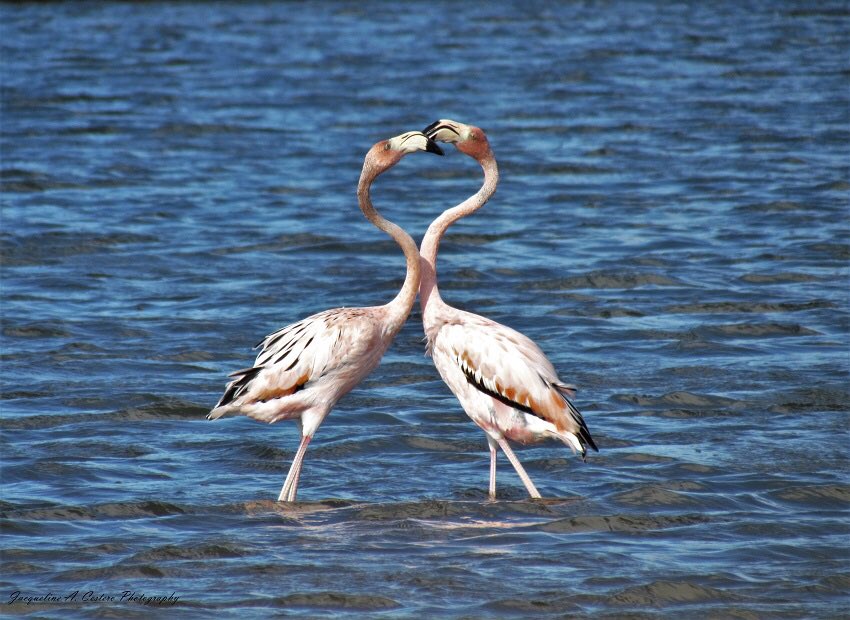 jcestero's tweet photo. Nothing says Happy Valentine’s Day like Flamingo 🦩 kisses!

#Anguilla #birds #flamingo #birdwatching #birdsofanguilla #BirdTwitter #TwitterNatureCommunity https://t.co/14M9vOxK4r