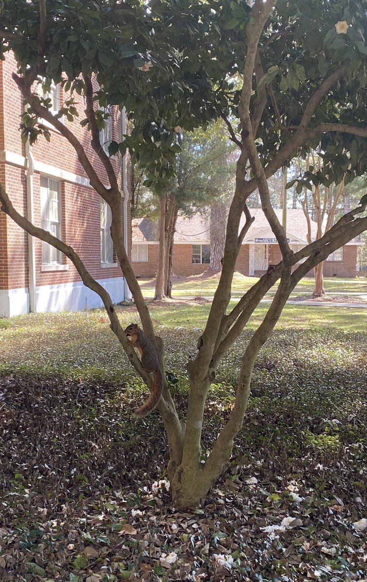 lcusquirrels's tweet photo. go to chapel https://t.co/wiXsZX60an