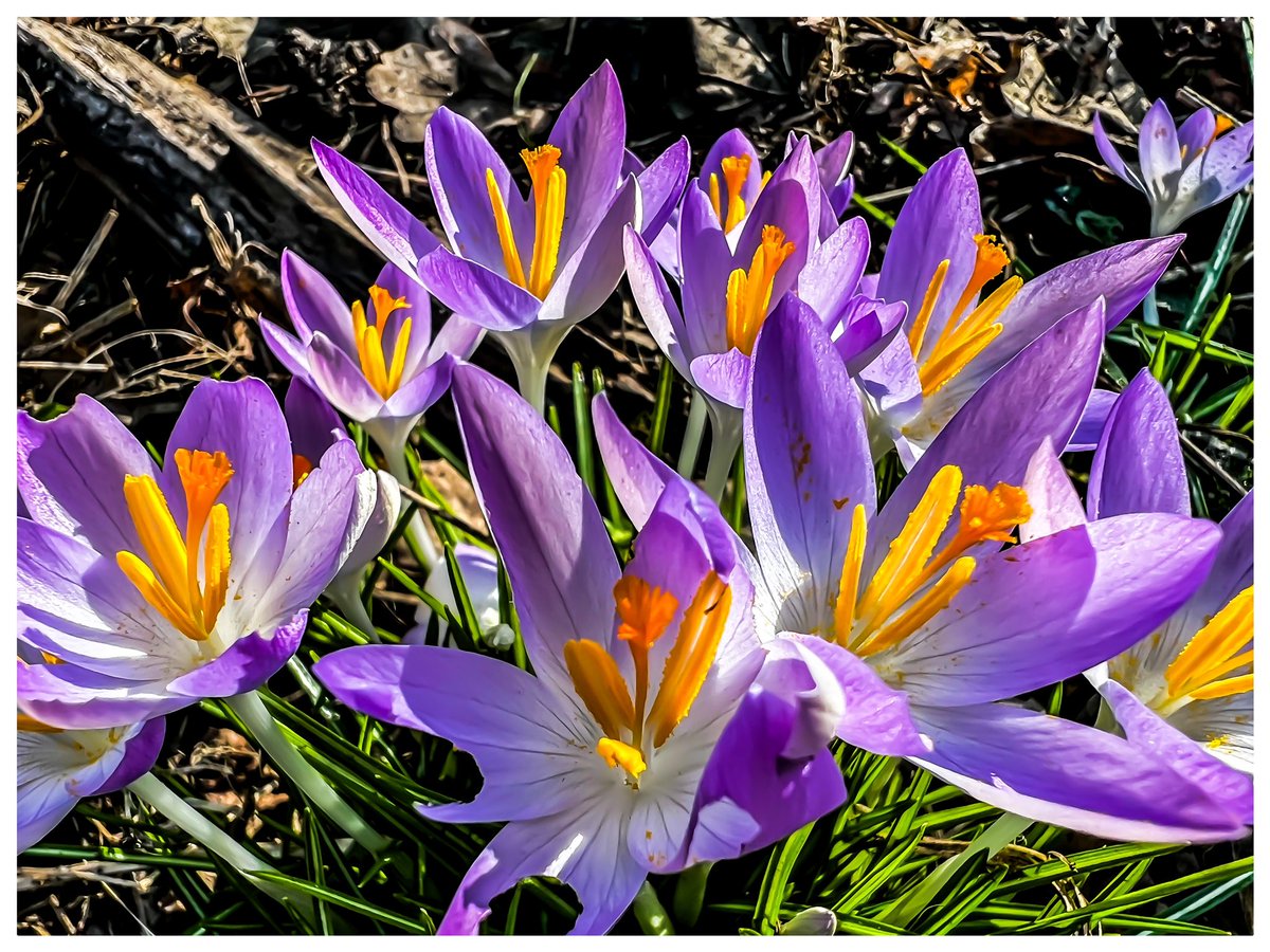 TimScott1969's tweet image. Spring is in the air!