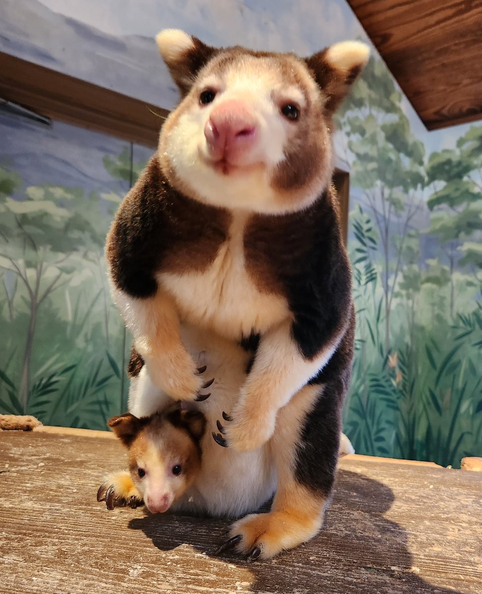 RWPZoo's tweet photo. Roses are red
Tree kangaroos love to chew
Baby Paia is so sweet,
And so are you! ❤

Happy Valentine's Day, love your RWPZoo family! https://t.co/PCDxfTGecM