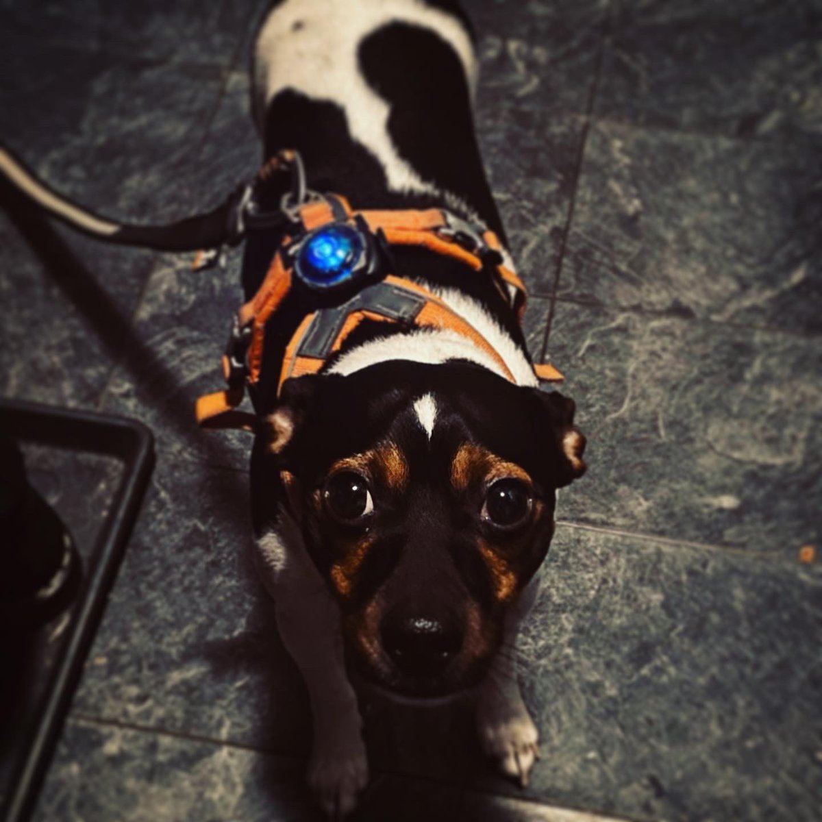 techietoff's tweet photo. @odahaukaas Gratulerer med dagen. Dunder fyller 2 år i dag. https://t.co/drAKSvhl0l