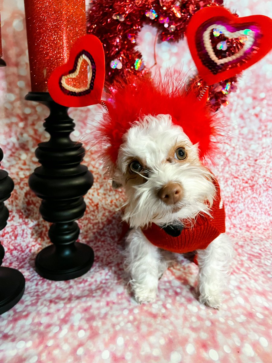 cristenalysse's tweet photo. Happy Valentine’s Day from my love bug, Daphne ❤️ #fox29goodday https://t.co/VelY4oySVs