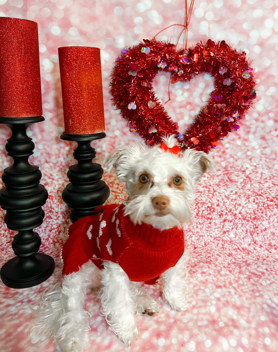 cristenalysse's tweet photo. Happy Valentine’s Day from my love bug, Daphne ❤️ #fox29goodday https://t.co/VelY4oySVs