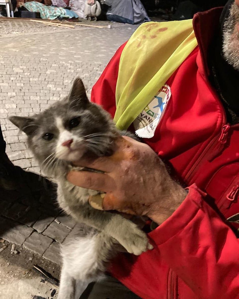 haysevder's tweet photo. ENKAZDA BULUNDU AİLESİNİ ARANIYOR 
Bipativer ekibi bu kediyi# Hatay, Antakya, Millet Bahçesi Vali Ürgen Parkı yanında buldu. iletişim numaraları: 0554 124 10 72 ya da 0539 941 65 04 https://t.co/CJLZPkSiie