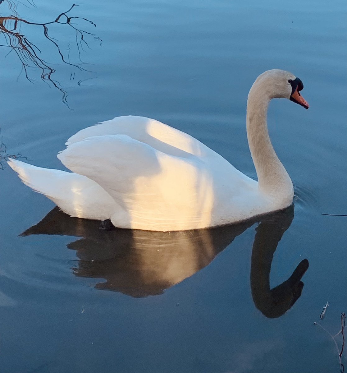 birds_robin's tweet photo. Happy Valentines Day from Robins Birds!
#birds #bird #birding #birdwatcher #birdwatching #birdlover #robinsbirds #birdphotography #naturelover #naturevibes #birdsgivingback #magical #mindfulness #relax #swan #swans #muteswan  #fanniestebbinswildliferefuge #birdlife #muteswans https://t.co/YbufxHUYeO