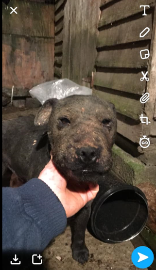 anne (@anne41370065) on Twitter photo <a href="/EndTerrierWork/">End Terrier Work</a> <a href="/theresecoffey/">Thérèse Coffey</a> yes so much of the dogs doing terrier work get forgotten about, terrible abuse, and they claim to love thire dogs. <a href="/EndTerrierWork/">End Terrier Work</a> <a href="/theresecoffey/">Thérèse Coffey</a> yes so much of the dogs doing terrier work get forgotten about, terrible abuse, and they claim to love thire dogs.