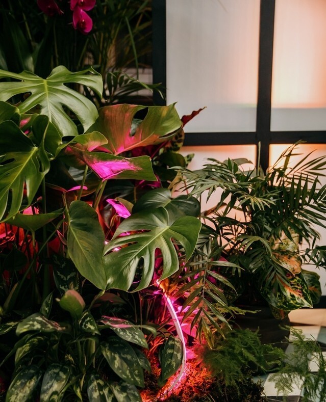 The @plantdesignsevents team are going to be over at the @eventproductionshow in just 2 weeks time! If you're interested in learning more about what we do for the events industry and want to meet more of the team, head on over 🌟⁠
⁠
Head to the link i… instagr.am/p/CopMnSRuNPa/