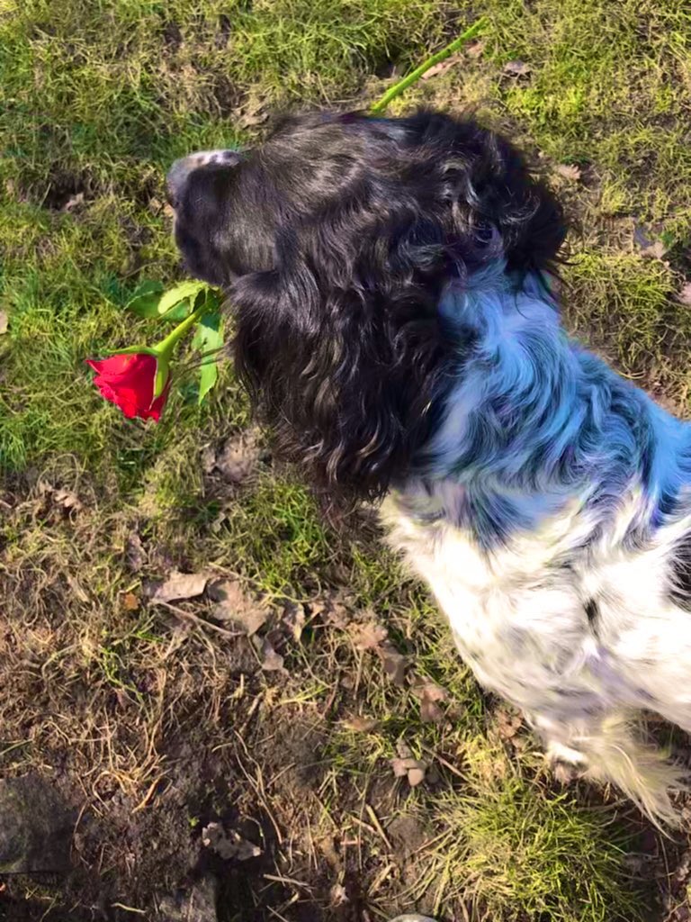 Frens, Max is sending his best boop &amp; special smoops to all the cute furgirls of Twoofworld who love #nortysquad 😘❤️🥰 
#ValentinesDay #HappyValentines #dogsoftwitter