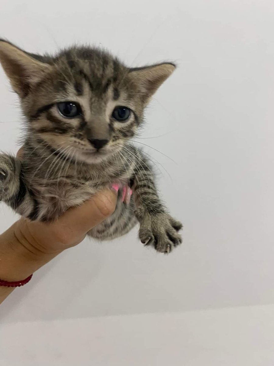 koalandeMichi's tweet photo. Somos muy hermosos y buscamos para nuestra Karen  que nos dé mucho amor 🫶🏻.. 0986569077 yo le acerco  a su nuevo hogar, soy de san Vicente..
 va ser con seguimiento, ya van desparasitados..

RT 👇🏻🙏🏻🥺 https://t.co/uL5Bm1Auiv