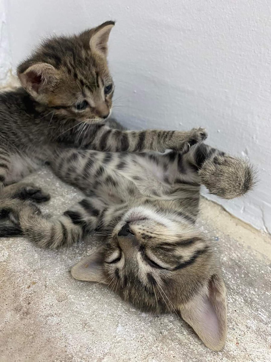 koalandeMichi's tweet photo. Somos muy hermosos y buscamos para nuestra Karen  que nos dé mucho amor 🫶🏻.. 0986569077 yo le acerco  a su nuevo hogar, soy de san Vicente..
 va ser con seguimiento, ya van desparasitados..

RT 👇🏻🙏🏻🥺 https://t.co/uL5Bm1Auiv