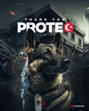 Meksika’dan getirildi. İki can kurtardı. Enkaz altında kalarak ölen
#Proteo nun tırnağı kadar değeri olmayan, iki ayaklı lağım ağızlı organizmalar var bu coğrafyada.

Thank you PROTEO🐾🙏❤️
.