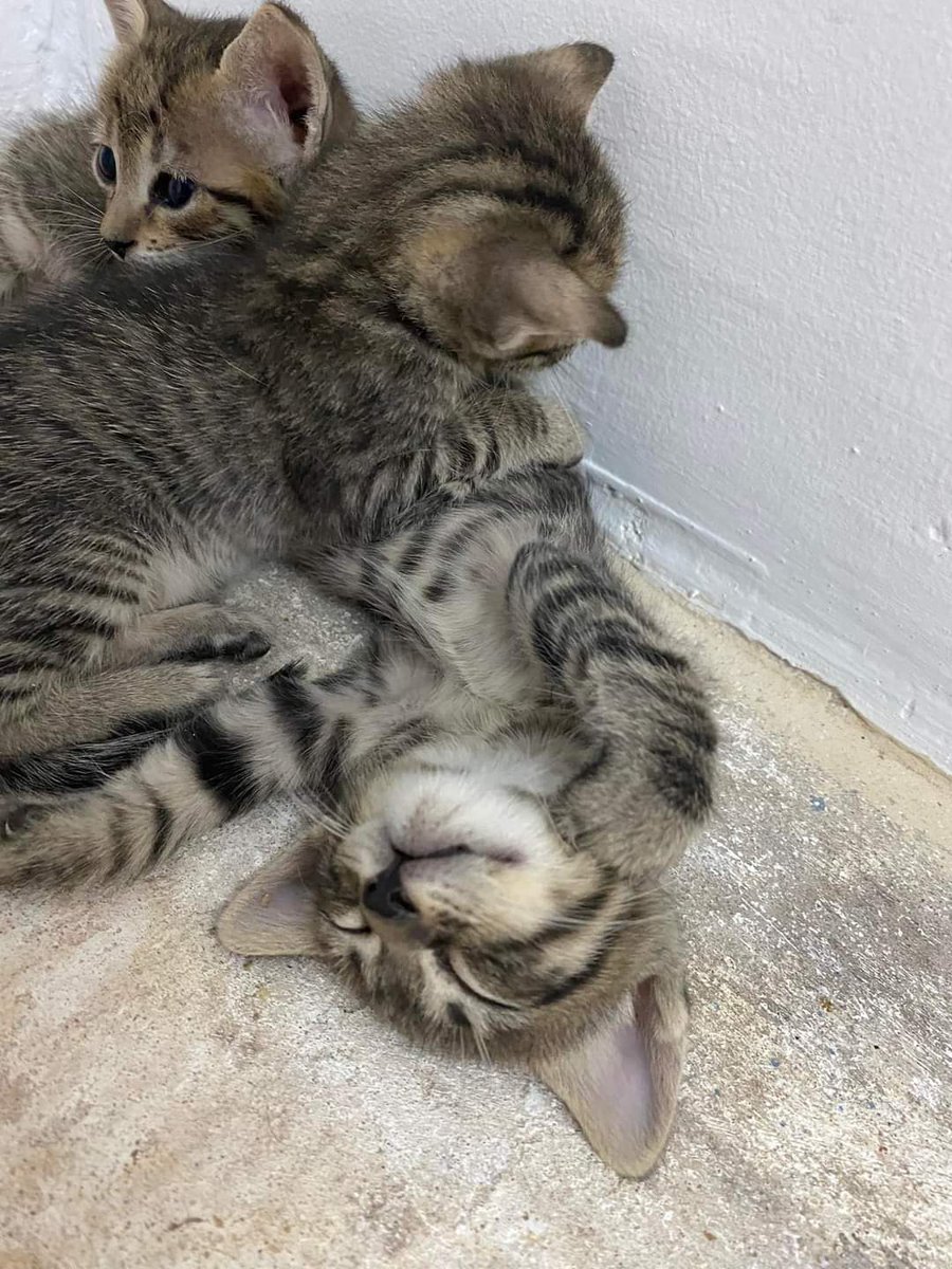koalandeMichi's tweet photo. Somos muy hermosos y buscamos para nuestra Karen  que nos dé mucho amor 🫶🏻.. 0986569077 yo le acerco  a su nuevo hogar, soy de san Vicente..
 va ser con seguimiento, ya van desparasitados..

RT 👇🏻🙏🏻🥺 https://t.co/uL5Bm1Auiv