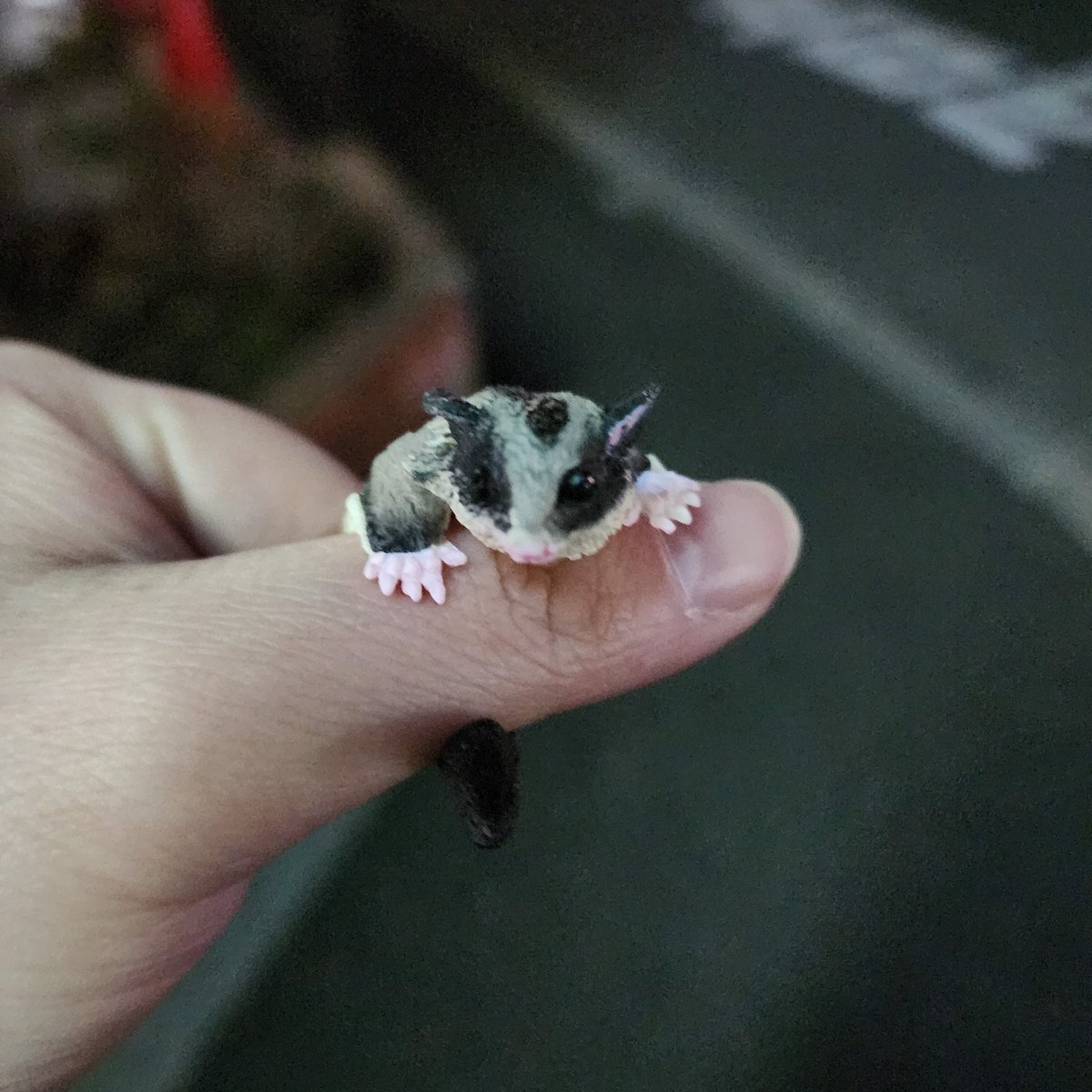 _hungry_hungry_'s tweet photo. 巷では指先にドラゴンを乗せるハイパフォーマンスが行われている中私はモモンガを乗せます笑
(会社帰りに頑張ったご褒美でやっちゃいました！) https://t.co/yKC6b5Ag38